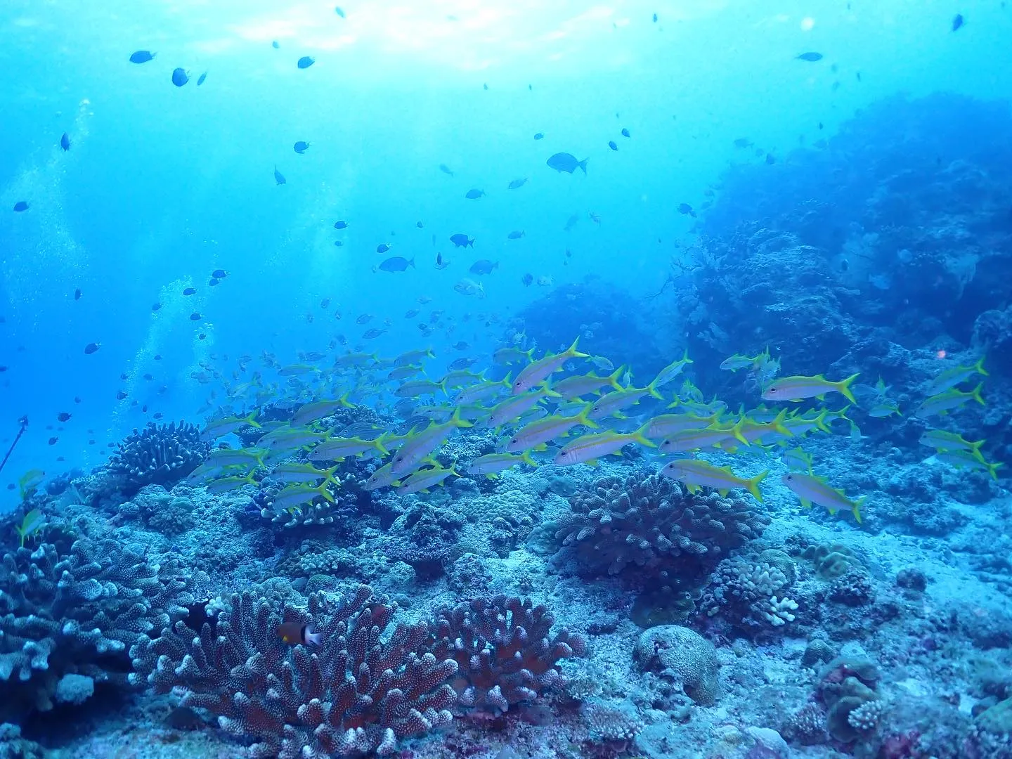 2泊3日沖縄FD〜海編〜