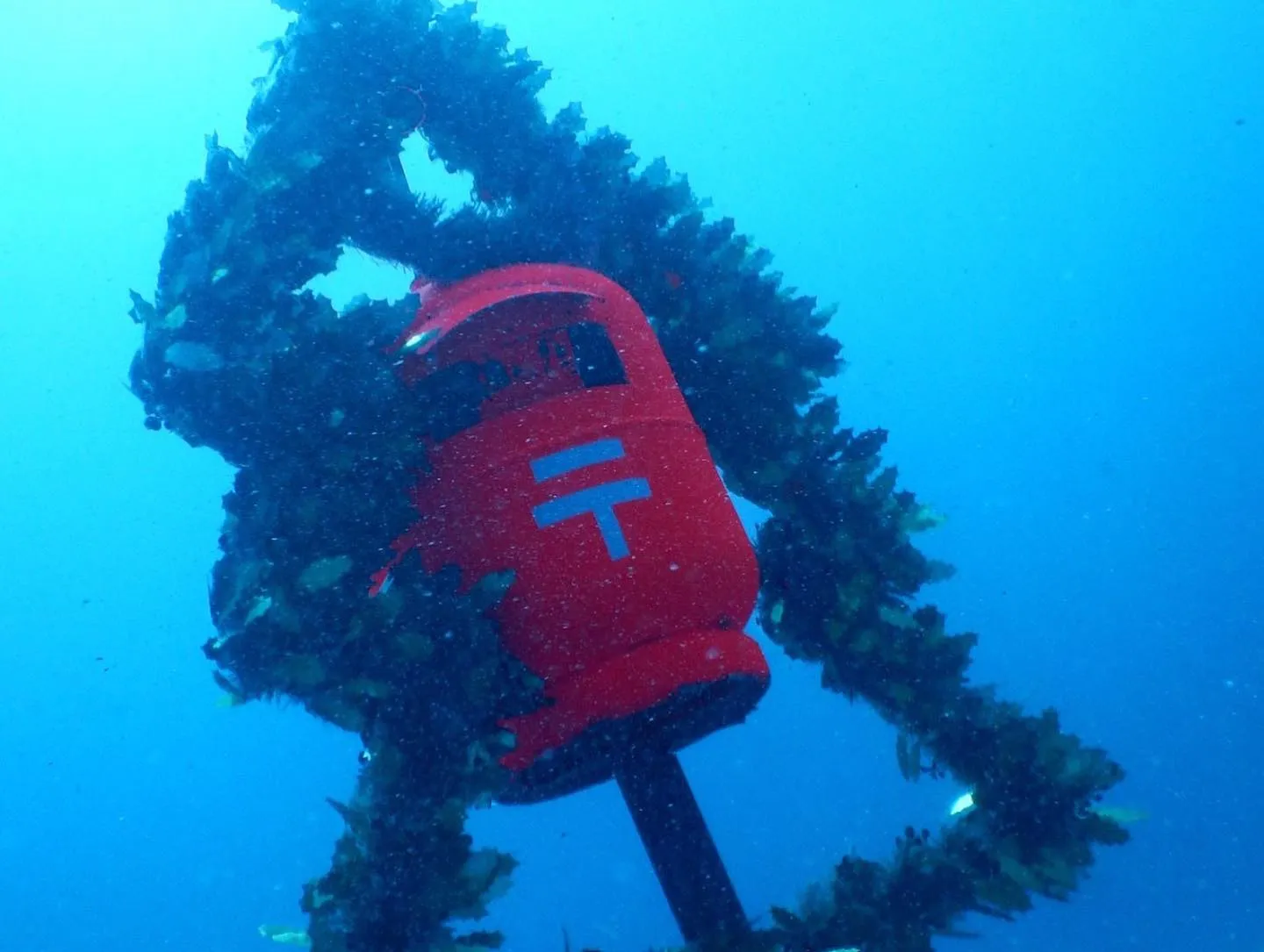 水中クリスマス🎅🎉